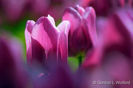 Purple Tulips_53525.jpg - Photographed at the Lang Pioneer Village near Keene, Ontario, Canada.19th Century; Schoolroom; Lang; Pioneer; Village; Keene; Ontario; Canada
